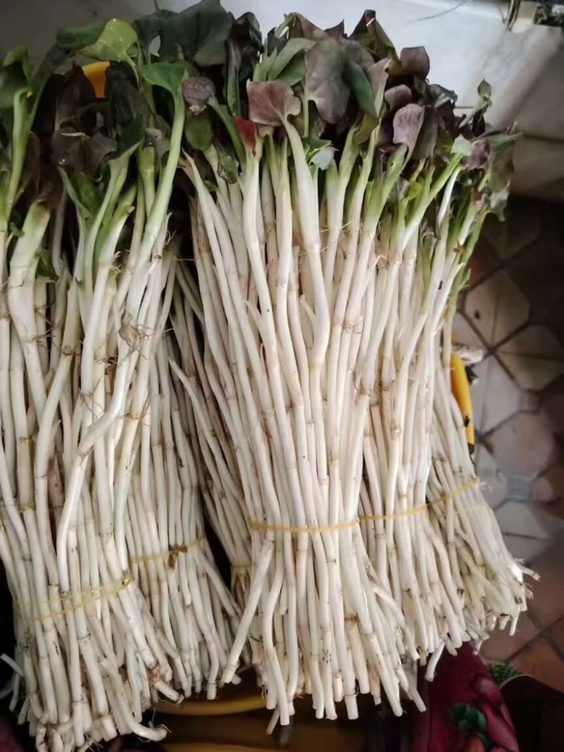 折耳根嫩芽鱼腥草鱼腥草嫩芽折耳根芽
