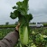 横州市长白菜火筒菜竹筒菜大量上市可正常提供