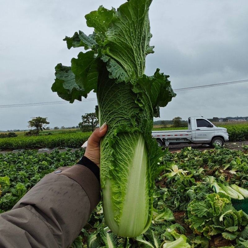 横州市长白菜火筒菜竹筒菜大量上市可正常提供
