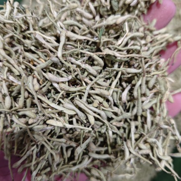 金银花