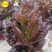 紫叶孔雀菜种子生菜种籽四季青菜沙拉菜种孑阳台盆栽蔬菜菜籽