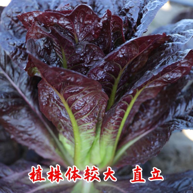 紫叶孔雀菜种子生菜种籽四季青菜沙拉菜种孑阳台盆栽蔬菜菜籽
