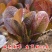 紫叶孔雀菜种子生菜种籽四季青菜沙拉菜种孑阳台盆栽蔬菜菜籽
