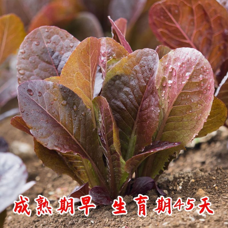 紫叶孔雀菜种子生菜种籽四季青菜沙拉菜种孑阳台盆栽蔬菜菜籽