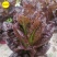 紫叶孔雀菜种子生菜种籽四季青菜沙拉菜种孑阳台盆栽蔬菜菜籽