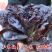 紫叶孔雀菜种子生菜种籽四季青菜沙拉菜种孑阳台盆栽蔬菜菜籽