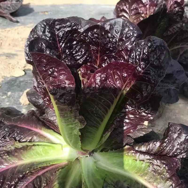 紫叶孔雀菜种子生菜种籽四季青菜沙拉菜种孑阳台盆栽蔬菜菜籽
