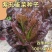 紫叶孔雀菜种子生菜种籽四季青菜沙拉菜种孑阳台盆栽蔬菜菜籽