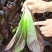 琉光紫韵生菜种子紫罗马生菜沙拉菜四季种生吃香甜生菜种