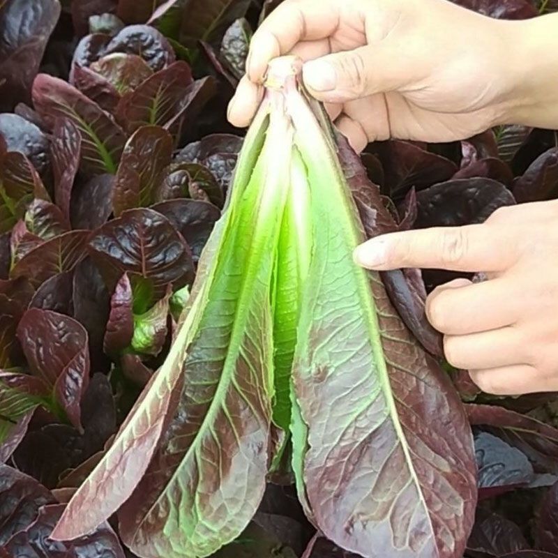 琉光紫韵生菜种子紫罗马生菜沙拉菜四季种生吃香甜生菜种