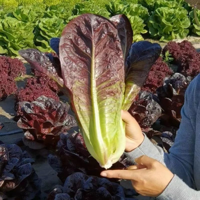 琉光紫韵生菜种子紫罗马生菜沙拉菜四季种生吃香甜生菜种