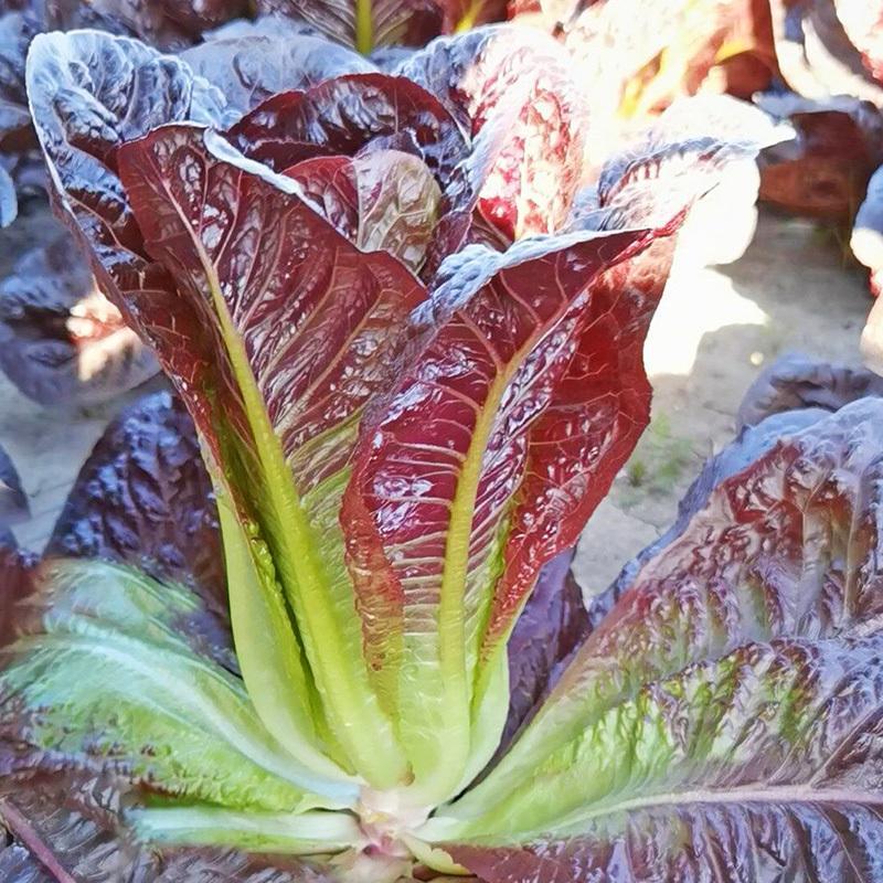 琉光紫韵生菜种子紫罗马生菜沙拉菜四季种生吃香甜生菜种