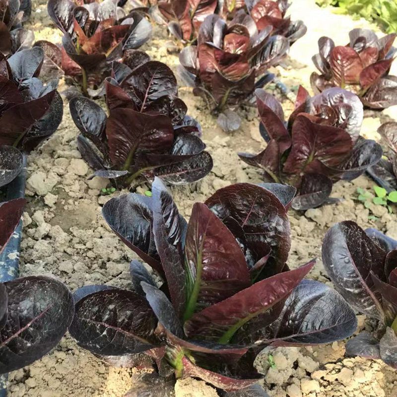 琉光紫韵生菜种子紫罗马生菜沙拉菜四季种生吃香甜生菜种