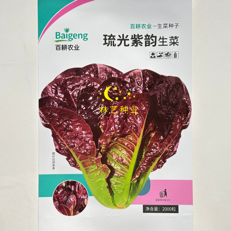 琉光紫韵生菜种子紫罗马生菜沙拉菜四季种生吃香甜生菜种