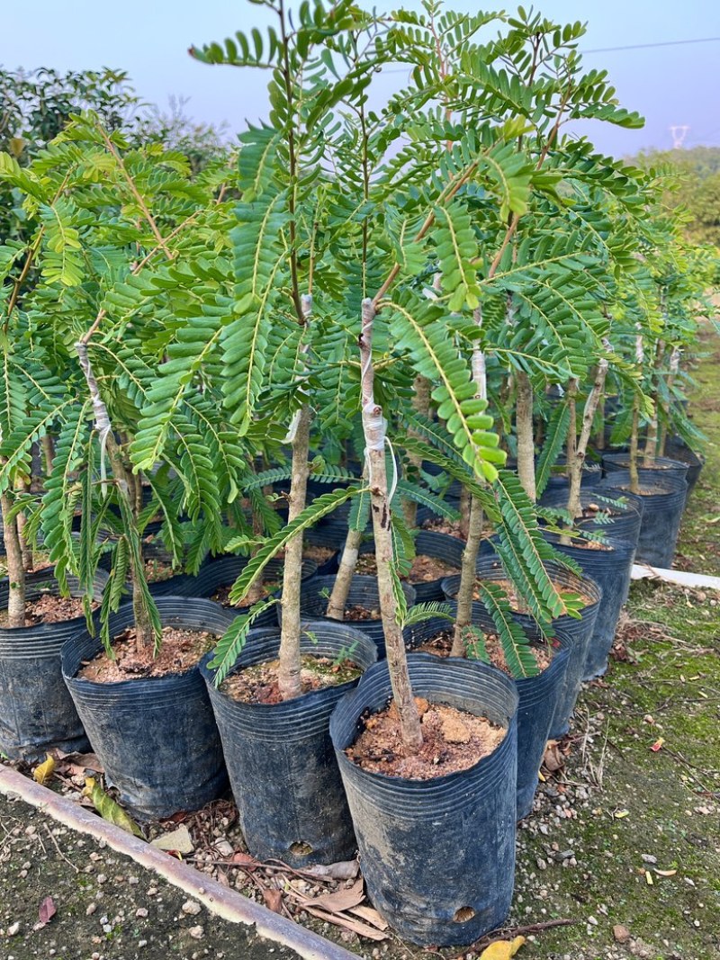 甜油甘/正品嫁接苗/基地直供
