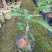 甜油甘/正品嫁接苗/基地直供