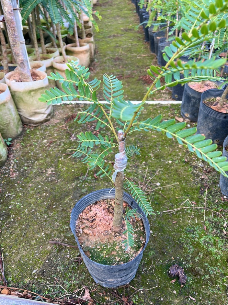 甜油甘/正品嫁接苗/基地直供