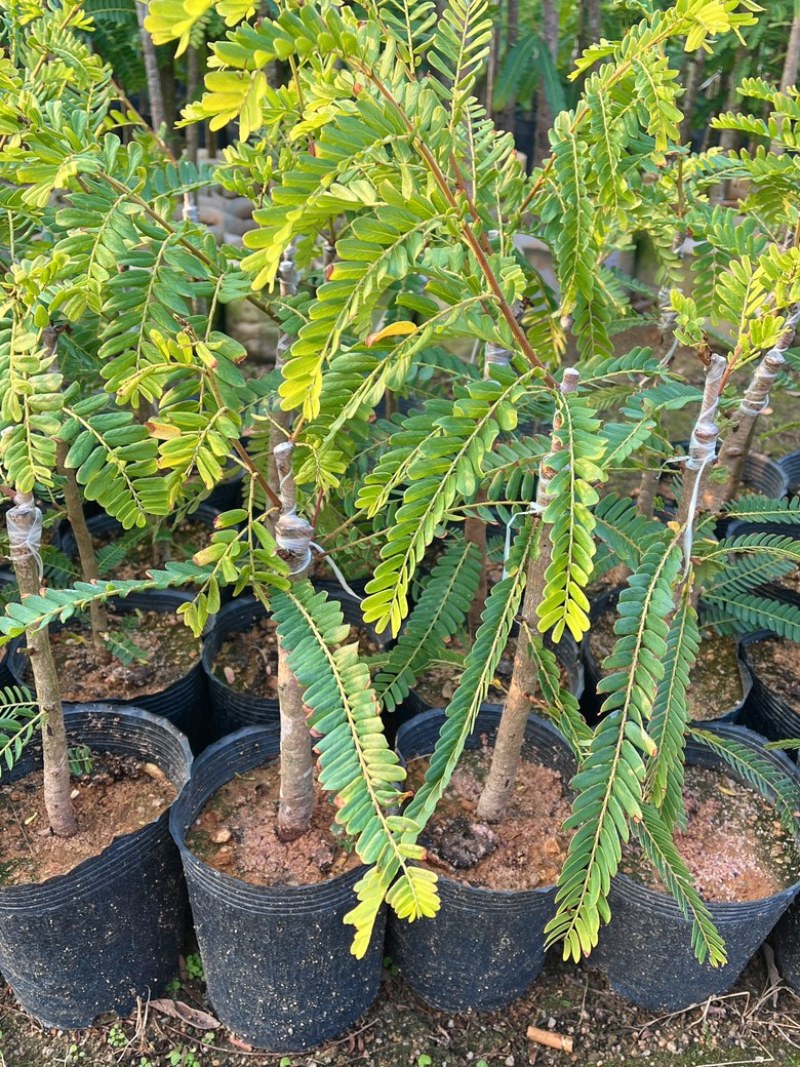 甜油甘/正品嫁接苗/基地直供