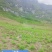 日本引进优质川芎