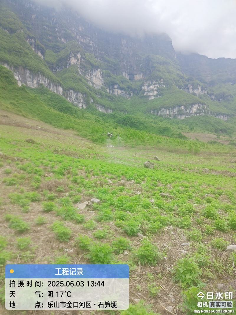 日本引进优质川芎