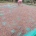自种红瓜子