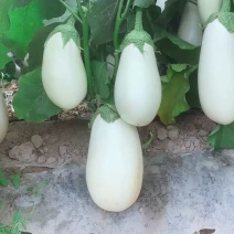 白云F1白罐茄种子早熟鸡蛋茄子种子杂交白云圆茄蔬菜种