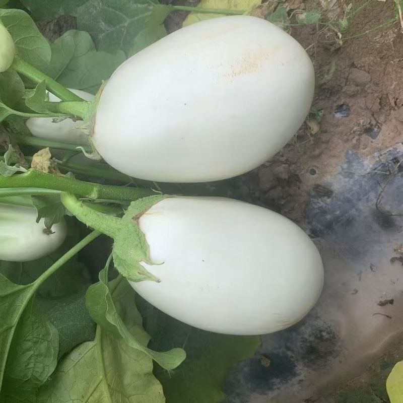 白云F1白罐茄种子早熟鸡蛋茄子种子杂交白云圆茄蔬菜种