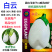 白云F1白罐茄种子早熟鸡蛋茄子种子杂交白云圆茄蔬菜种
