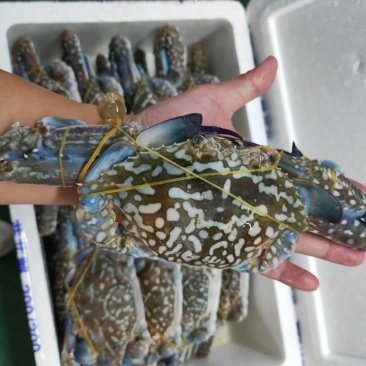 湛江本地捕捞的天然蓝花蟹，个头肥美，肉质鲜嫩。
