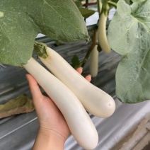 华星白雪公主茄子种子早熟高产抗病抗逆性强蔬菜