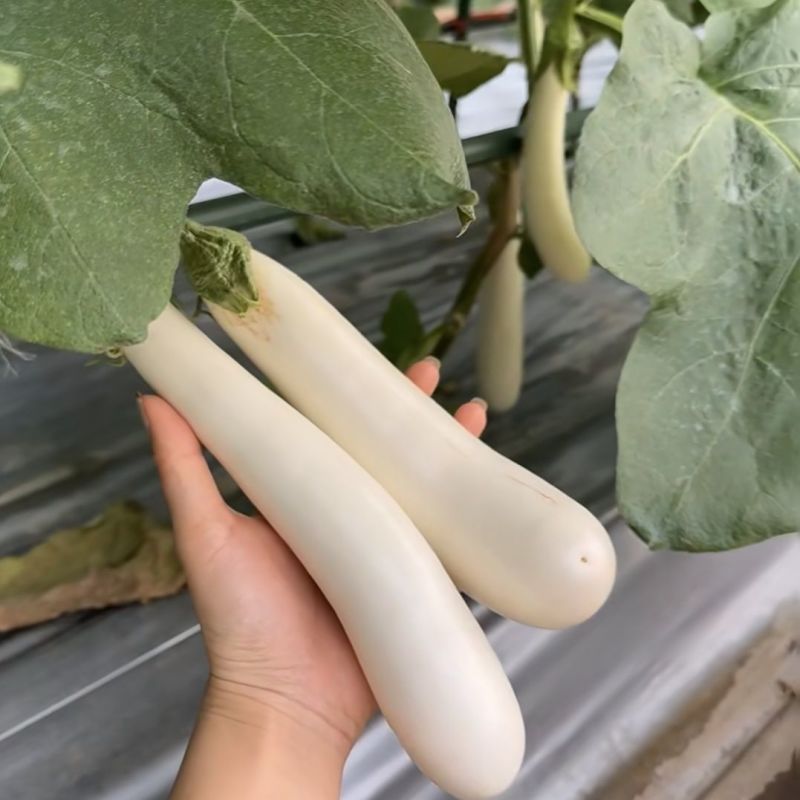 华星白雪公主茄子种子早熟高产抗病抗逆性强蔬菜