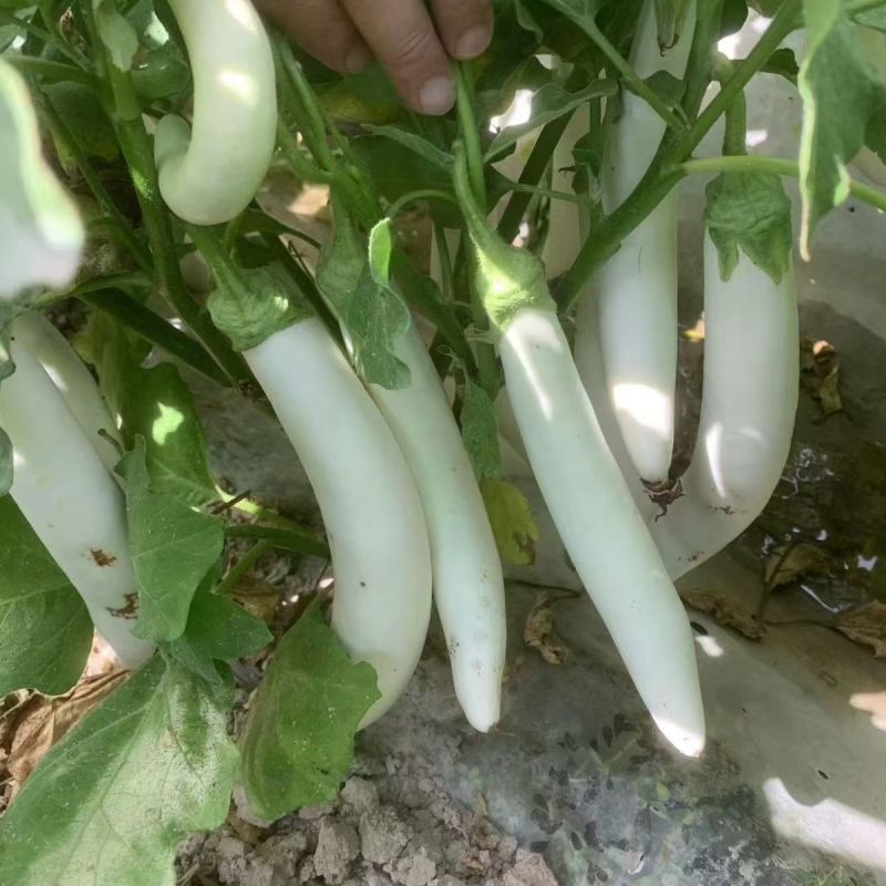 华星白雪公主茄子种子早熟高产抗病抗逆性强蔬菜