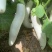 华星白雪公主茄子种子早熟高产抗病抗逆性强蔬菜