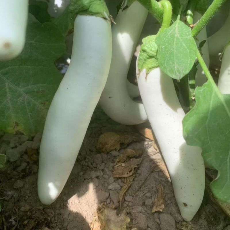 华星白雪公主茄子种子早熟高产抗病抗逆性强蔬菜