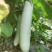华星白雪公主茄子种子早熟高产抗病抗逆性强蔬菜