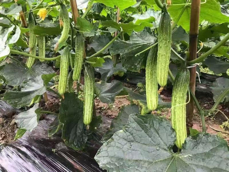 川塔精品极早美黄瓜种子无苦味味道清香可口瓜条顺直