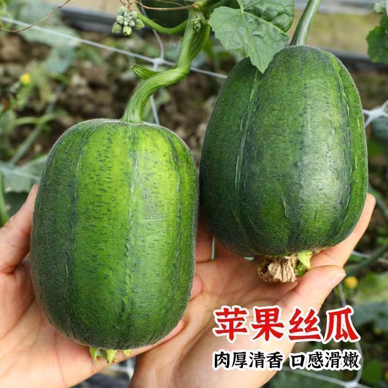 小胖苹果丝种子瓜早中熟迷你小丝瓜品味胖胖春秋阳台盆栽蔬菜