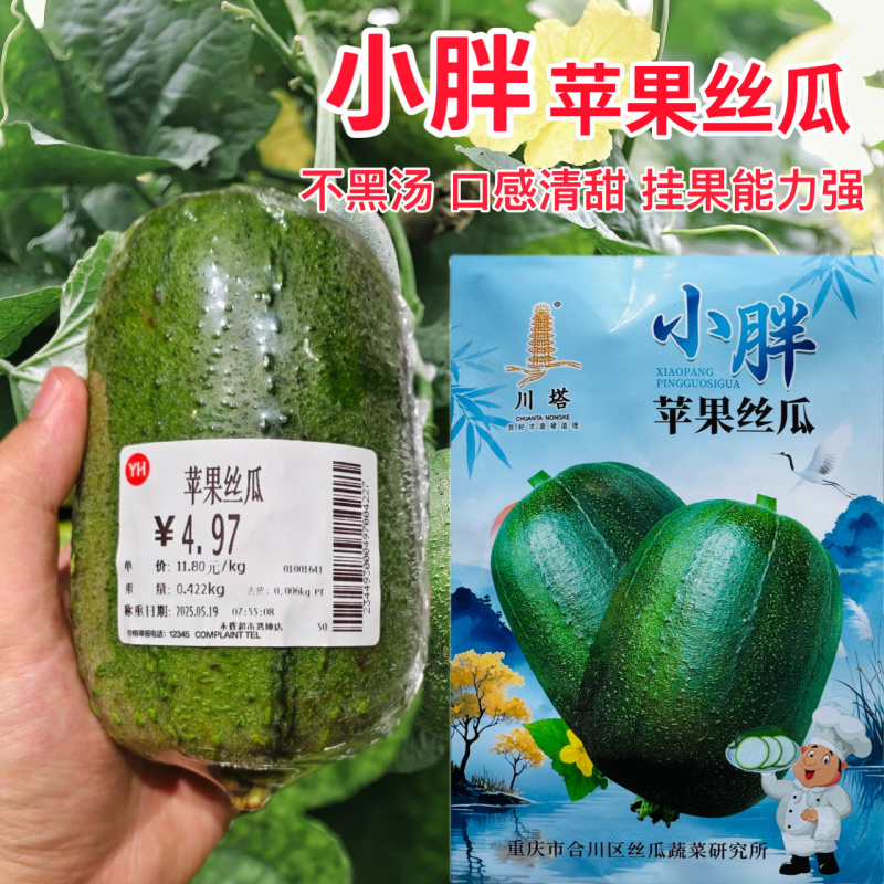 小胖苹果丝种子瓜早中熟迷你小丝瓜品味胖胖春秋阳台盆栽蔬菜
