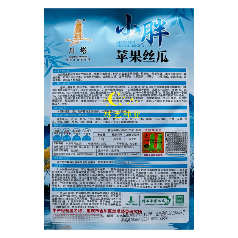 小胖苹果丝种子瓜早中熟迷你小丝瓜品味胖胖春秋阳台盆栽蔬菜