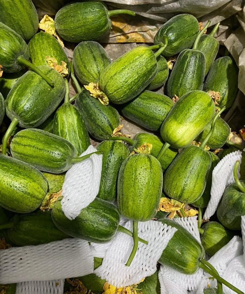 圆糯苹果丝瓜种子菜瓜种籽肉丝瓜圆丝瓜菜瓜籽种四季蔬菜