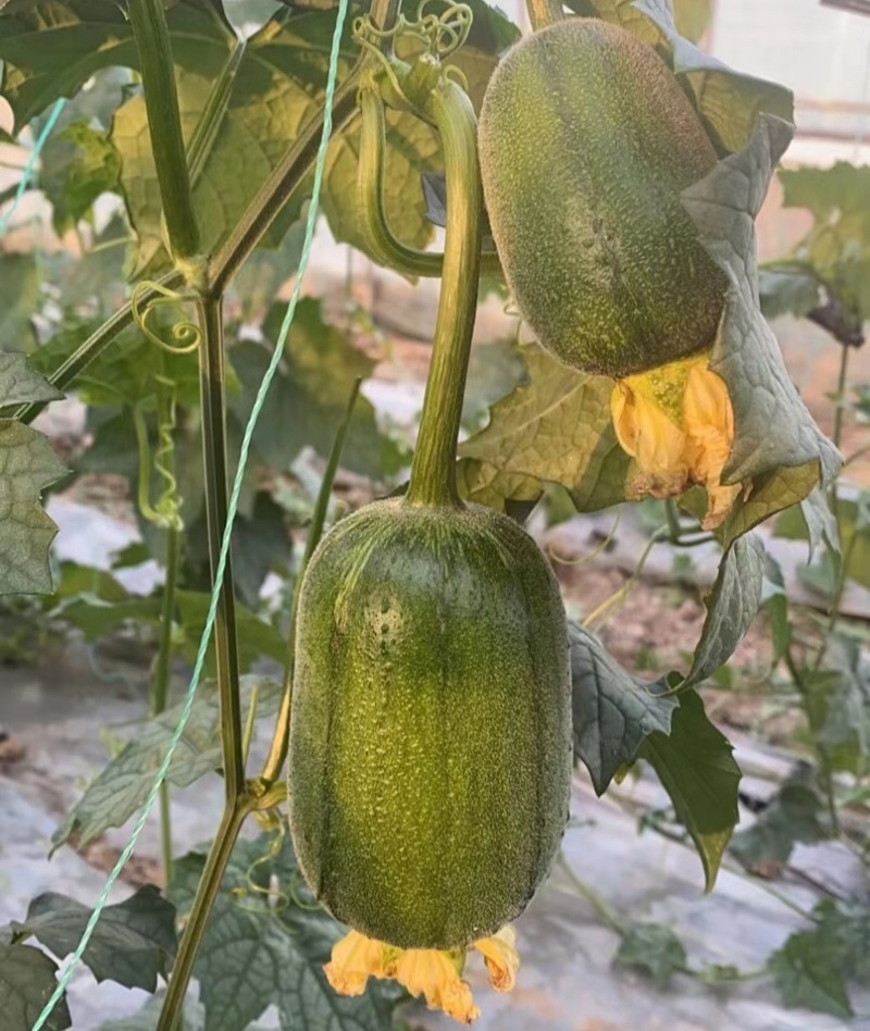 圆糯苹果丝瓜种子菜瓜种籽肉丝瓜圆丝瓜菜瓜籽种四季蔬菜