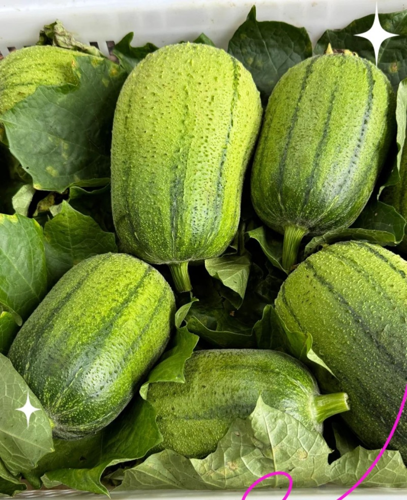 圆糯苹果丝瓜种子菜瓜种籽肉丝瓜圆丝瓜菜瓜籽种四季蔬菜