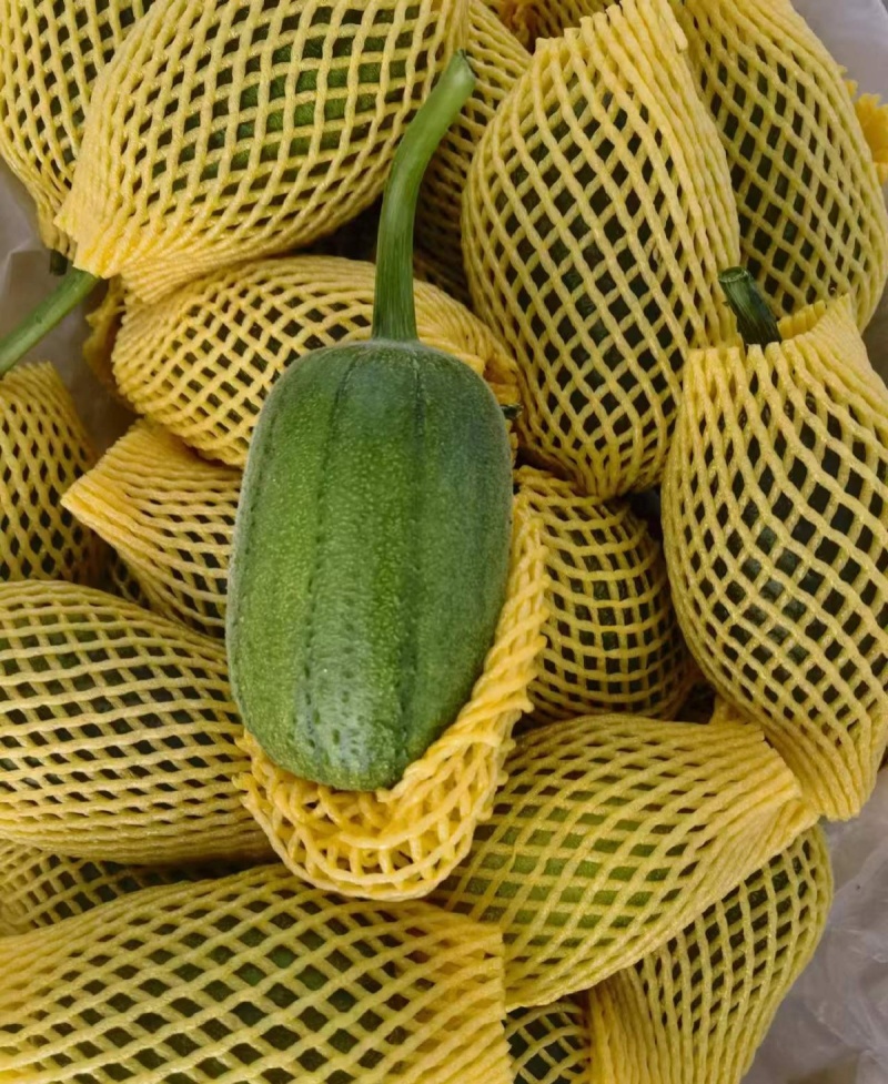 圆糯苹果丝瓜种子菜瓜种籽肉丝瓜圆丝瓜菜瓜籽种四季蔬菜