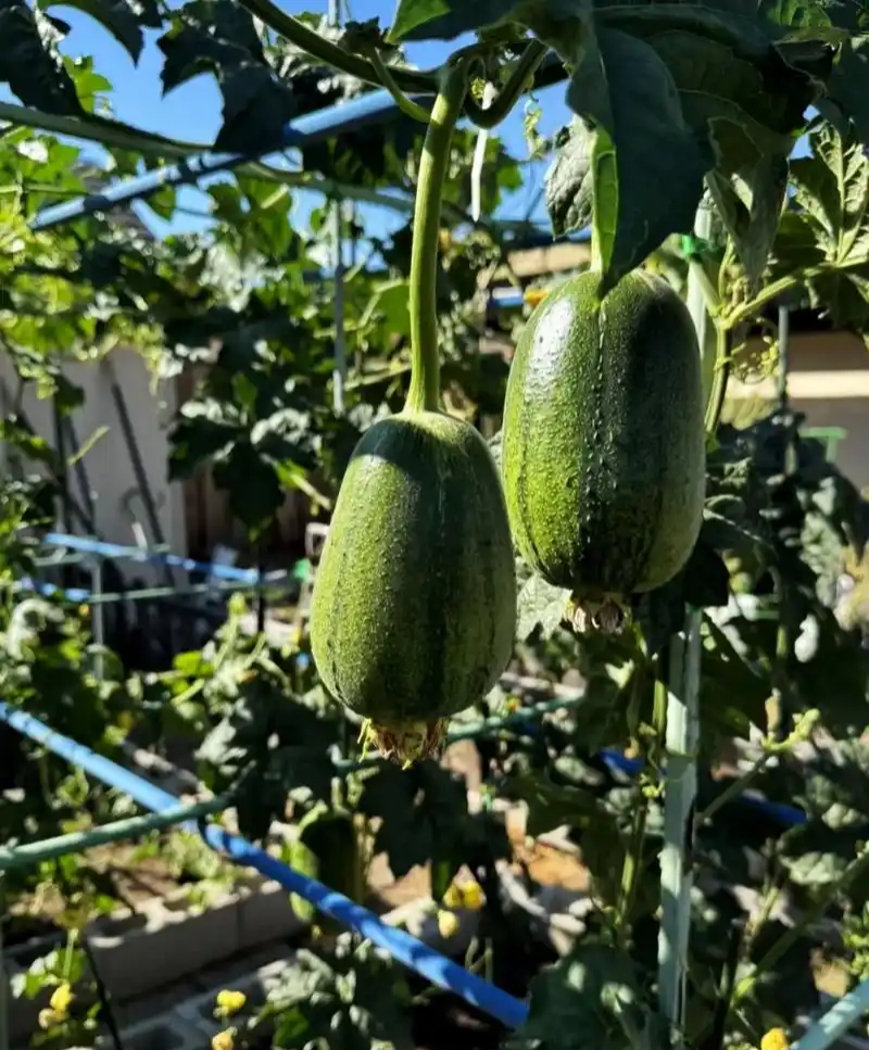圆糯苹果丝瓜种子菜瓜种籽肉丝瓜圆丝瓜菜瓜籽种四季蔬菜