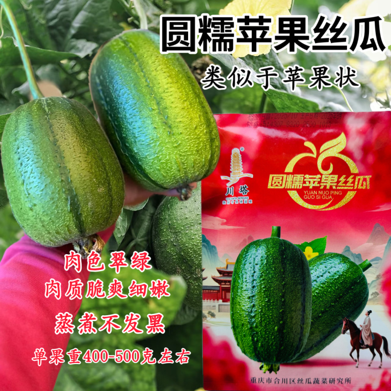 圆糯苹果丝瓜种子菜瓜种籽肉丝瓜圆丝瓜菜瓜籽种四季蔬菜