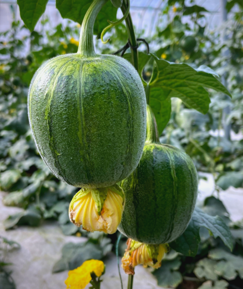 圆糯苹果丝瓜种子菜瓜种籽肉丝瓜圆丝瓜菜瓜籽种四季蔬菜