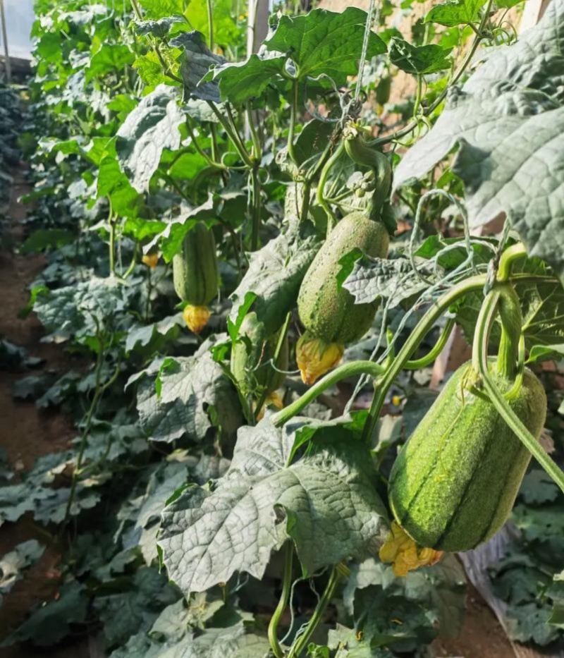 圆糯苹果丝瓜种子菜瓜种籽肉丝瓜圆丝瓜菜瓜籽种四季蔬菜