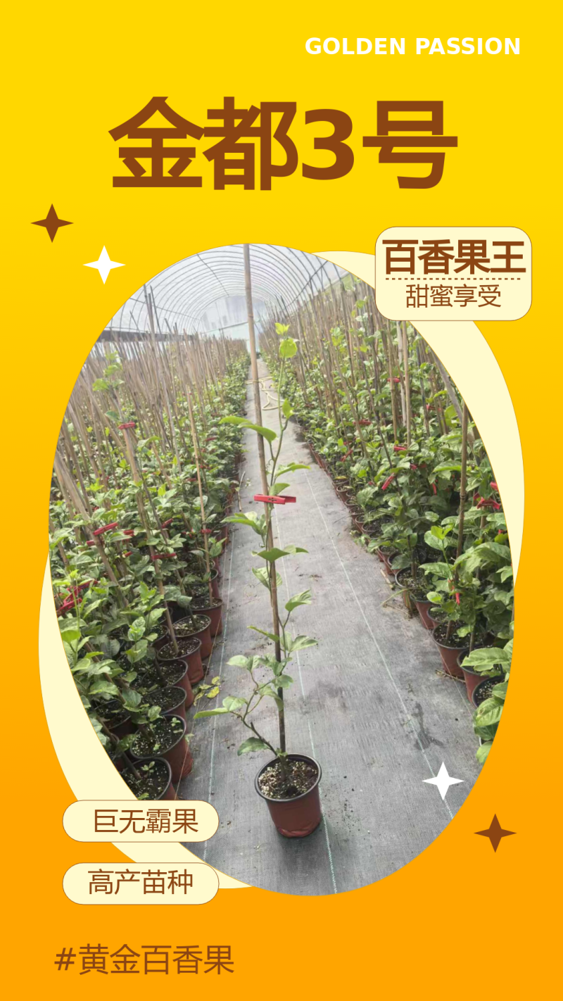金都3号百香果苗