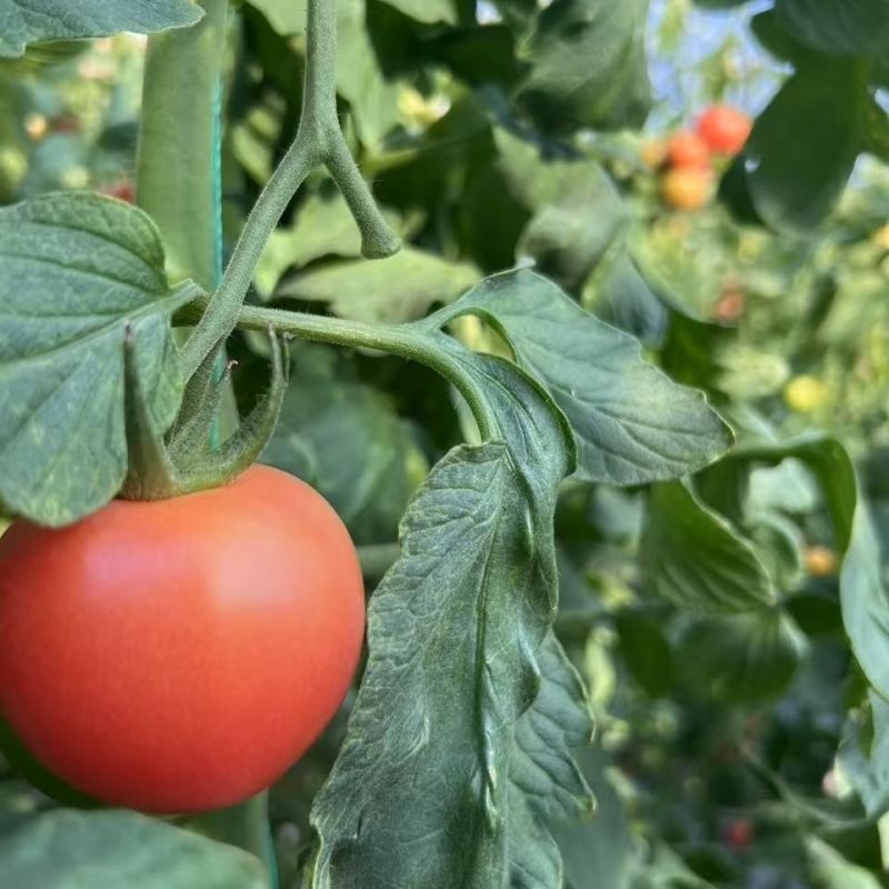 红富士番茄种子大西红柿中早熟品种大果型耐高温果坚耐运输