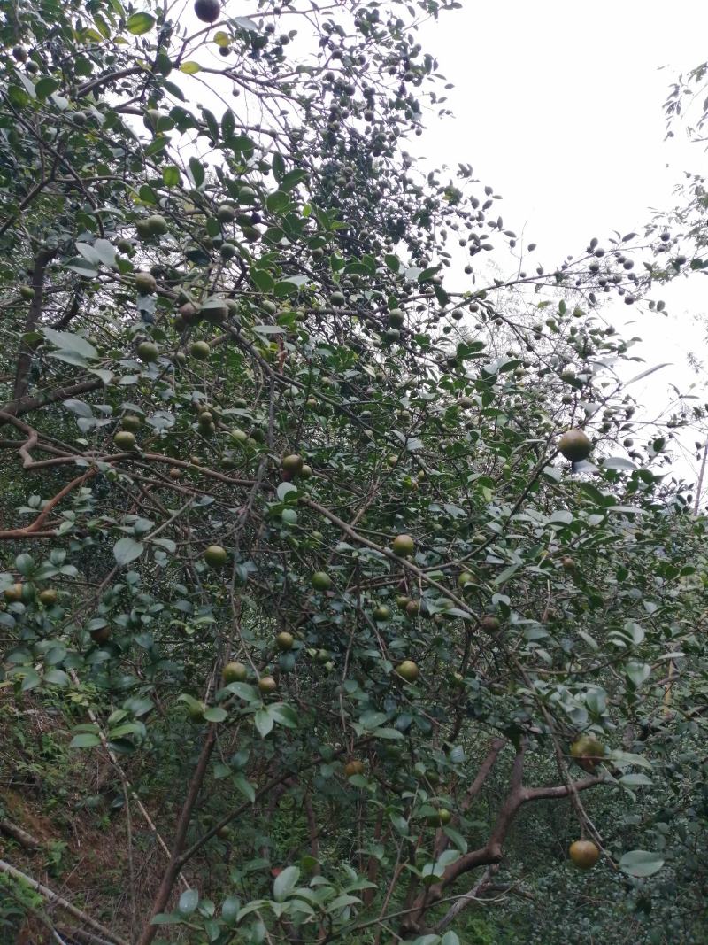 江西高山小籽山茶油